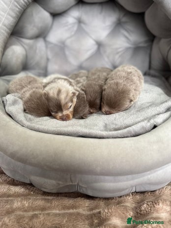 Pomeranian dogs Stunning lilac Pomeranians - Advert 1