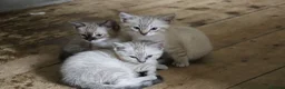 Mixed Breed cats for sale: Ragdoll X Bengal Kittens for sale - Advert 1