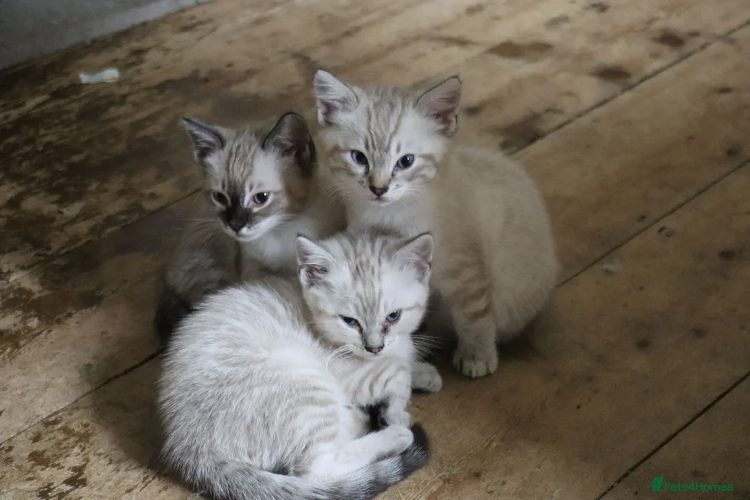 Mixed Breed cats for sale: Ragdoll X Bengal Kittens for sale - Advert 1