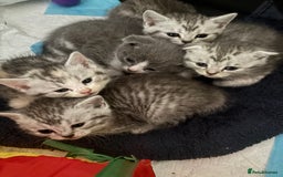Scottish Fold cats for sale: Scottish fold kittens  - Image 9