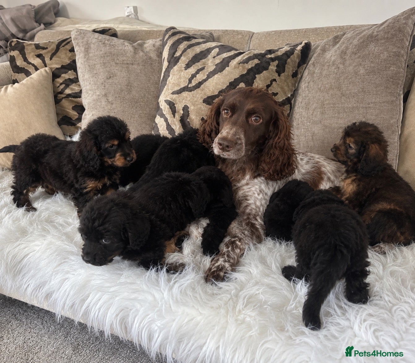 Cockapoo dogs F1 cockapoo puppies  - Advert 1