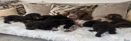 Cockapoo dogs for sale: F1 cockapoo puppies  in Preston - Advert 1