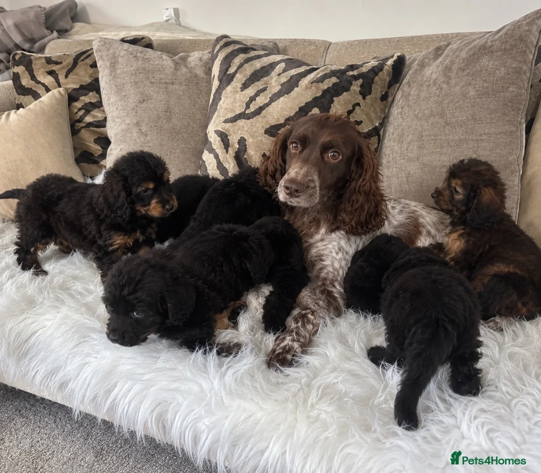 Cockapoo dogs for sale: F1 cockapoo puppies  in Preston - Advert 1