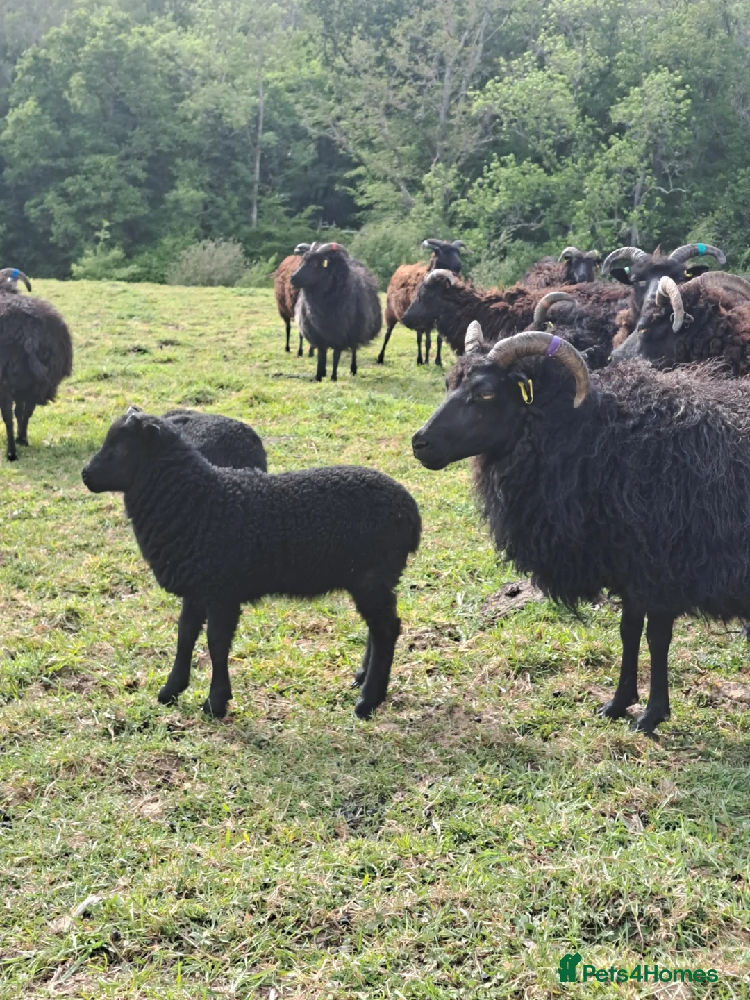 Sheep livestock for sale: Ewes with lambs at foot  in Lewes - Advert 2