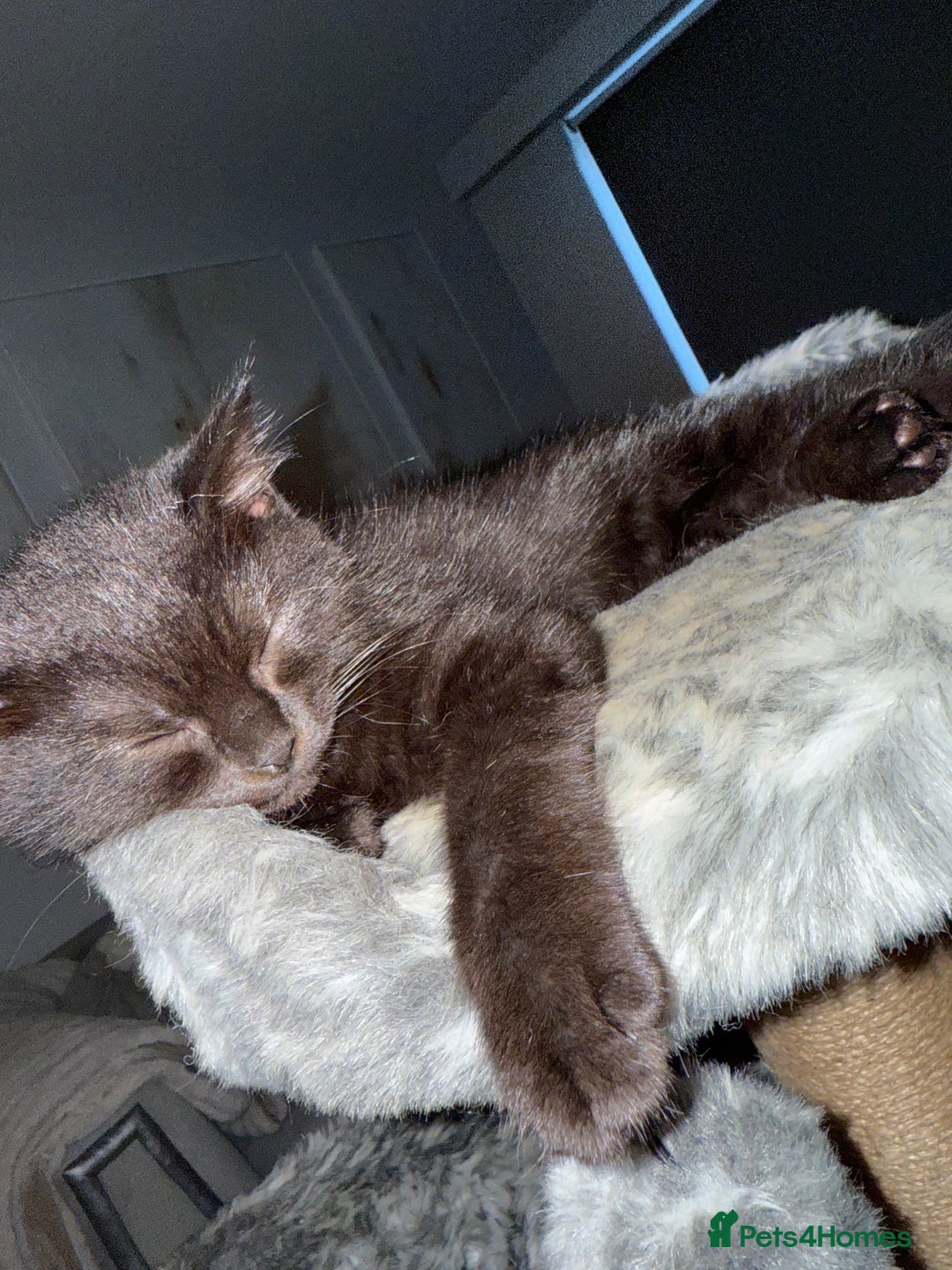 British Shorthair cats for sale: Fluffy Chocolate British Shorthair Kittens 🐾 - Image 7