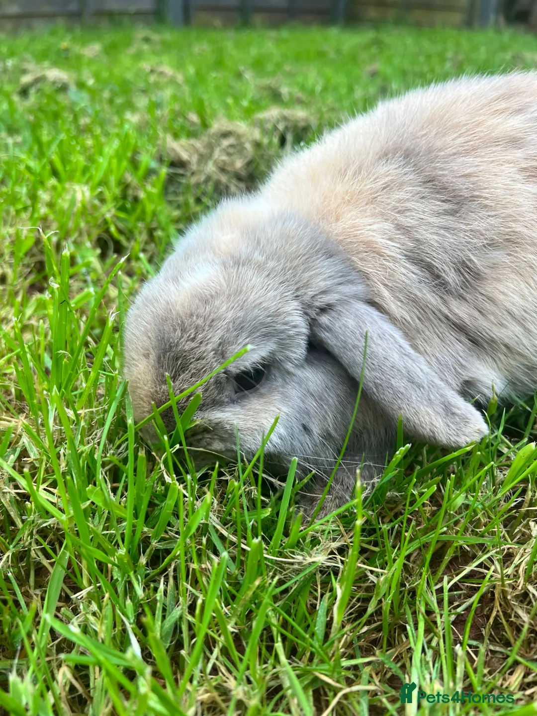 Mini Lop rabbits for sale: Mini lop - Advert 3