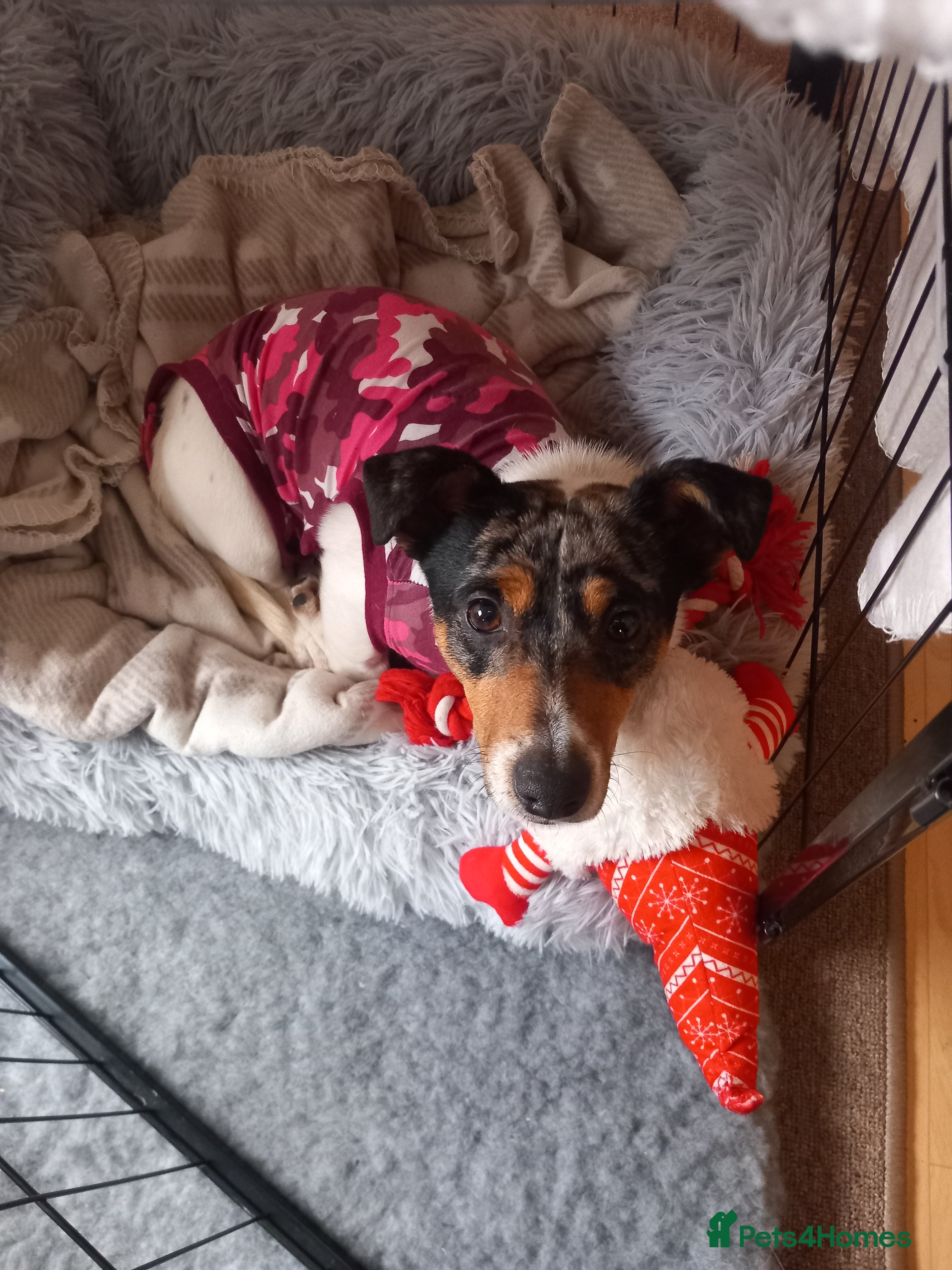 Jack Russell dogs Cute & Beautiful, Spayed Little Girl.. - Advert 2