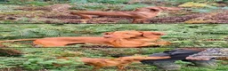 Hungarian Vizsla dogs for sale: Stunning KC registered Hungarian Vizsla Puppies  - Advert 8