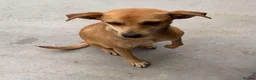Mixed Breed dogs for adoption: Tansy, 2-4 yrs old. Available for adoption. - Advert 5