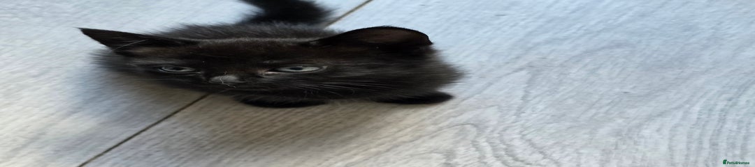 Mixed Breed Kitten 1