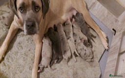 Cane Corso dogs for sale: Stunning puppies  - Image 9