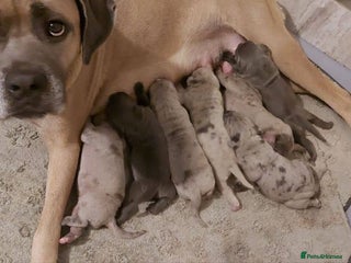 Cane Corso dogs - Advert 8