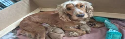 Cocker Spaniel dogs for sale: Beautiful cocker spaniels - Advert 13
