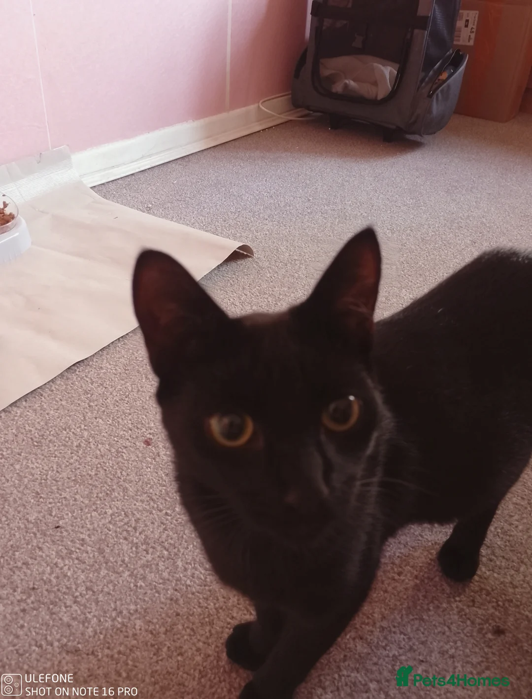 Bombay cats for sale: Bombay  - Advert 1