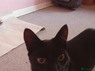 Bombay cats Bombay - Advert 2