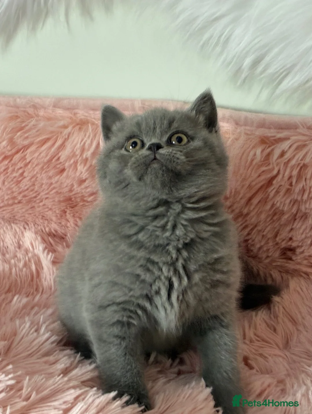 British Shorthair cats for sale: 💥💙 BEAUTIFUL BLUE MALE KITTEN CHAMPION LINES  - Advert 9