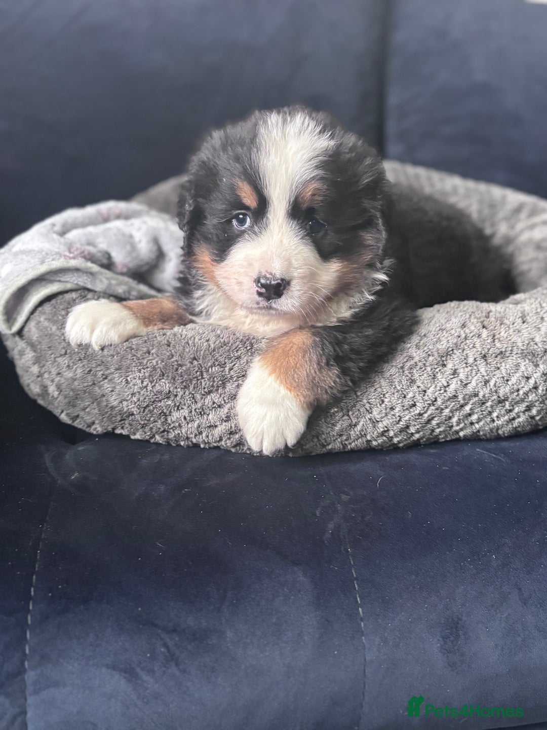 Bernese Mountain Dog dogs for sale: Fluffy Bernese Mountain Dog Girl Puppy - Image 8