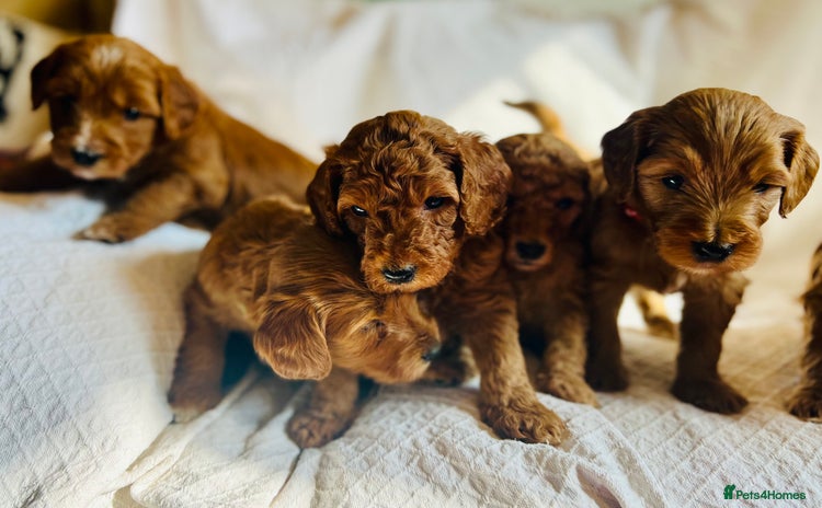Mixed Breed dogs in Glastonbury - Advert 2