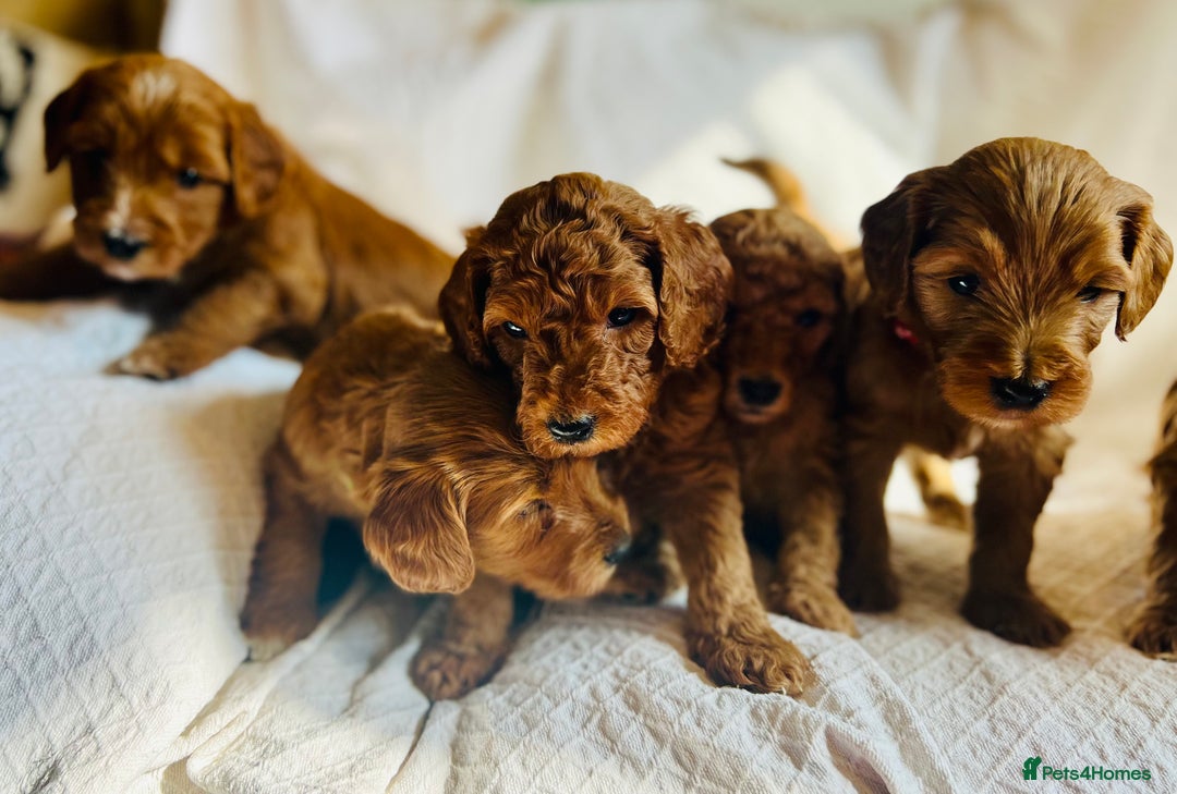 Mixed Breed dogs for sale: Australian Labradoodle Double Doodle puppies in Glastonbury - Image 1