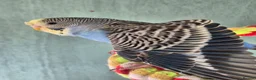 Budgerigars birds for sale: Baby budgies for sale - Advert 10