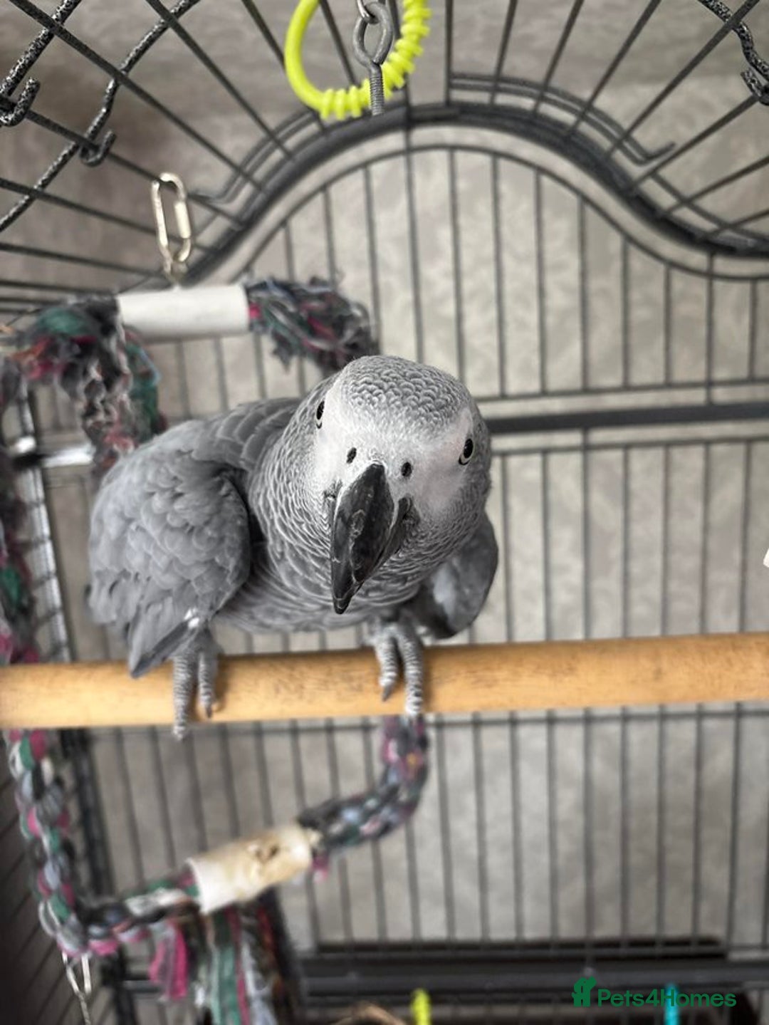 Parrots birds for sale: Charlie the African grey  - Image 3