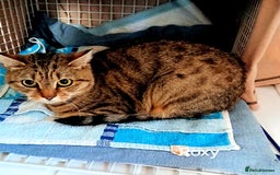 Mixed Breed cats for adoption: ROXY  - Image 3