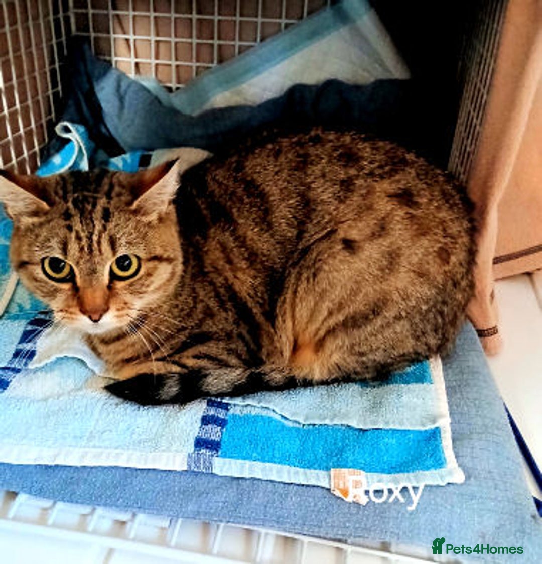 Mixed Breed cats for adoption: ROXY  - Image 3