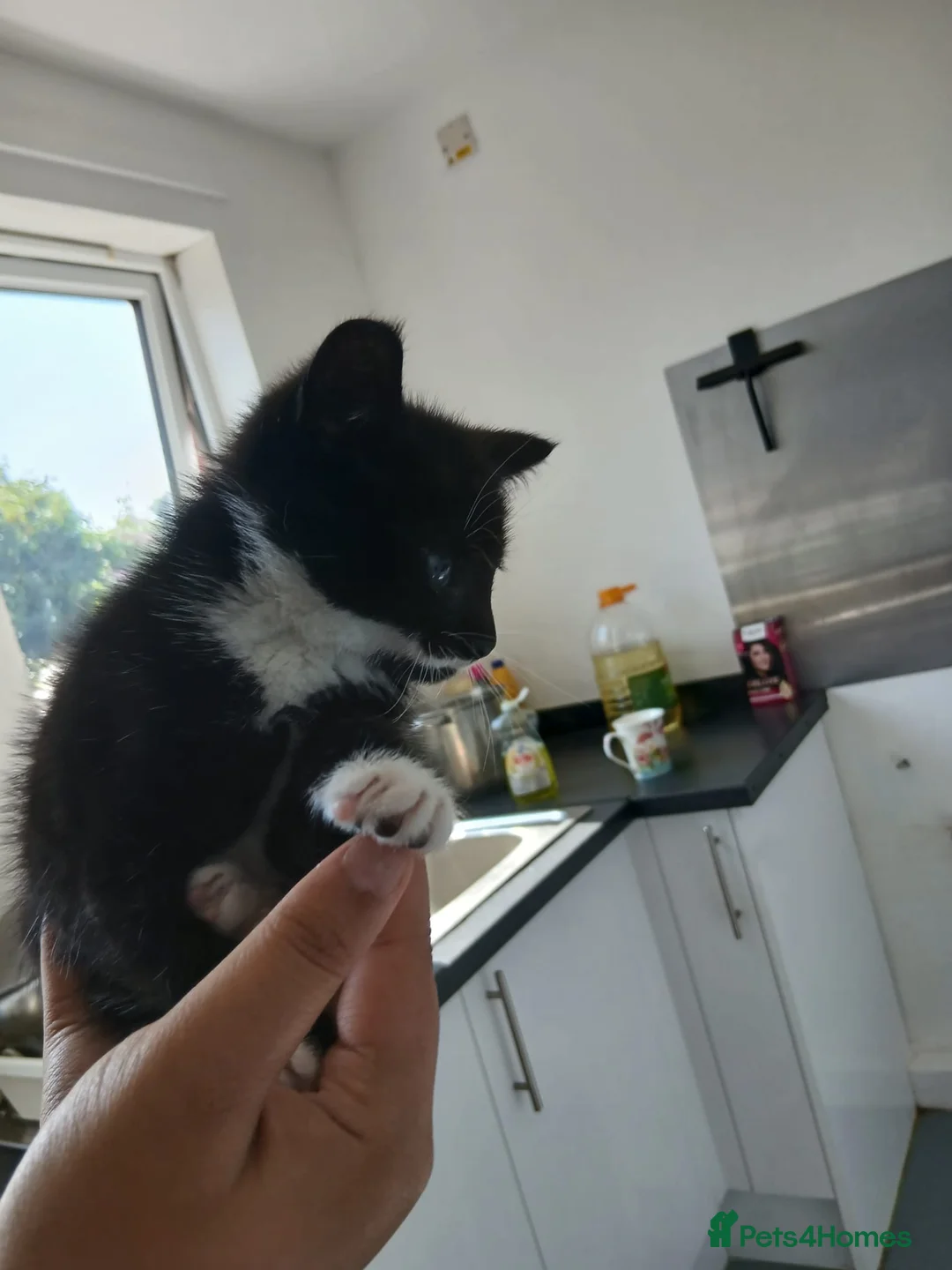 Mixed Breed cats for sale: Adorable kittens in Bradford - Advert 3