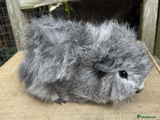 Guinea Pig rodents - Advert 14