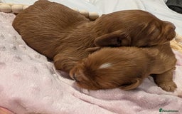 Cavapoo dogs for sale: Rare extensively health tested F1 cavapoos  - Image 25