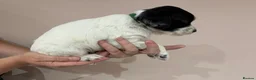 English Springer Spaniel dogs for sale:  KC registered English springer spaniel puppies - Advert 27