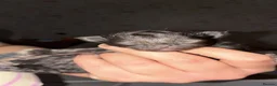 Domestic Shorthair cats for sale: Kittens looking for forever families 🫶🏼 - Advert 6