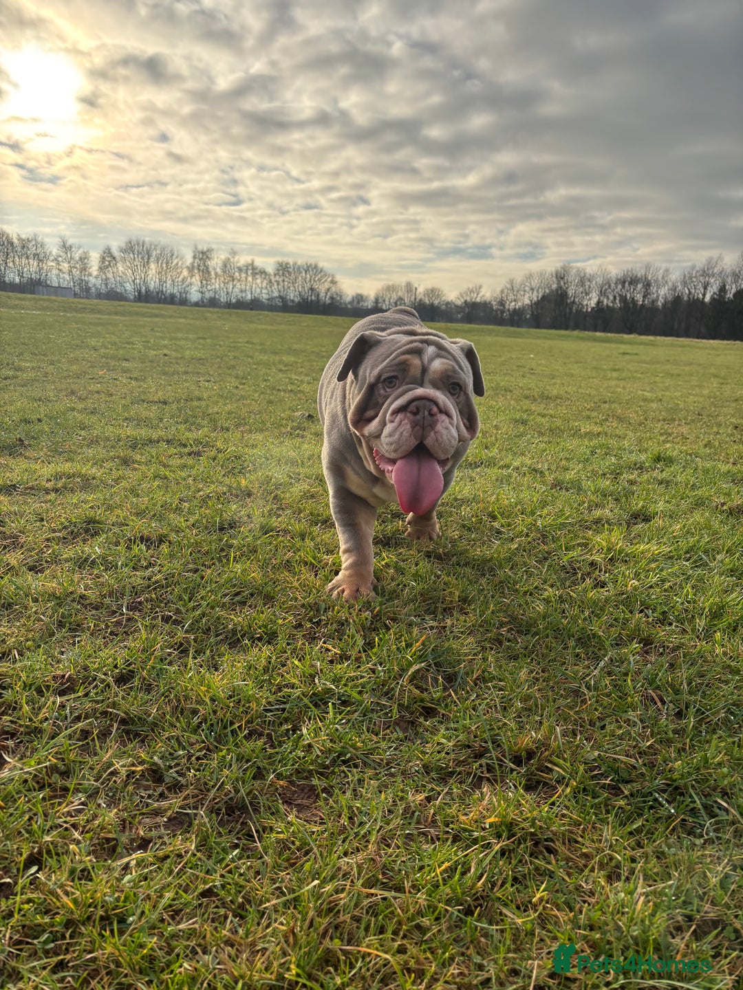 English Bulldog dogs for sale: Bulldog - Image 5