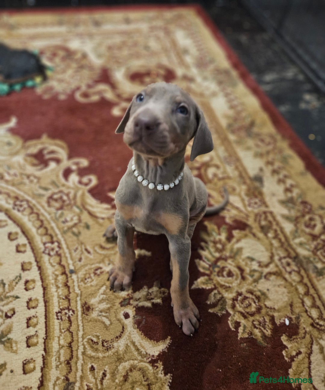 Dobermann dogs for sale: Stunning Female Ready for Lifelong Home  - Advert 10