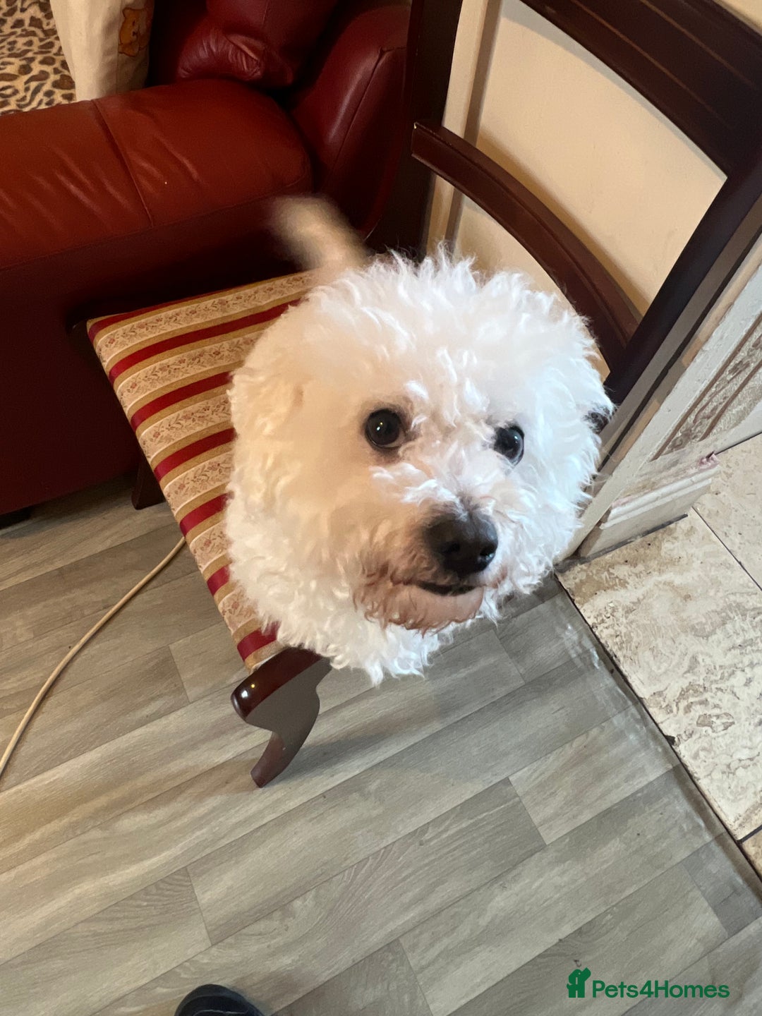 Bichon Frise dogs for sale: Bichon frise - Image 6
