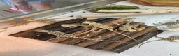Bearded Dragon reptiles for sale: Baby Bearded Dragons - Advert 5