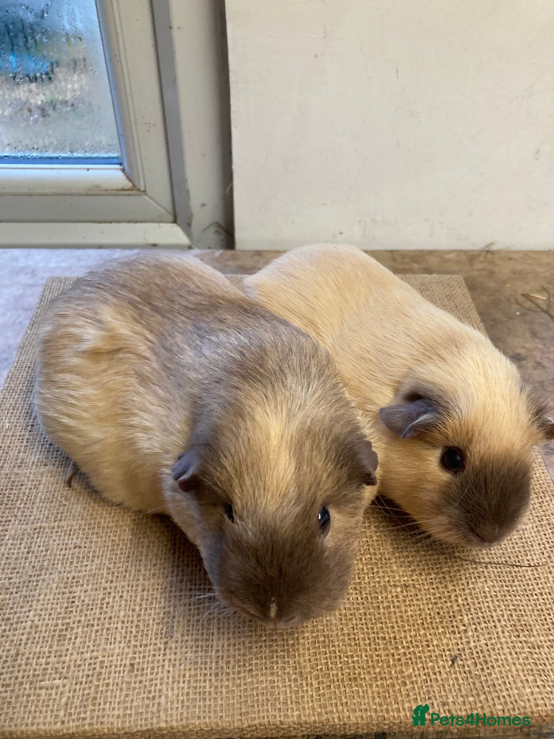 Guinea Pig rodents for sale: Californian Guinea pigs - Advert 1