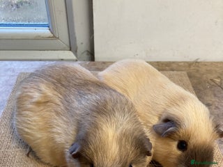 Guinea Pig rodents Californian Guinea pigs - Advert 2