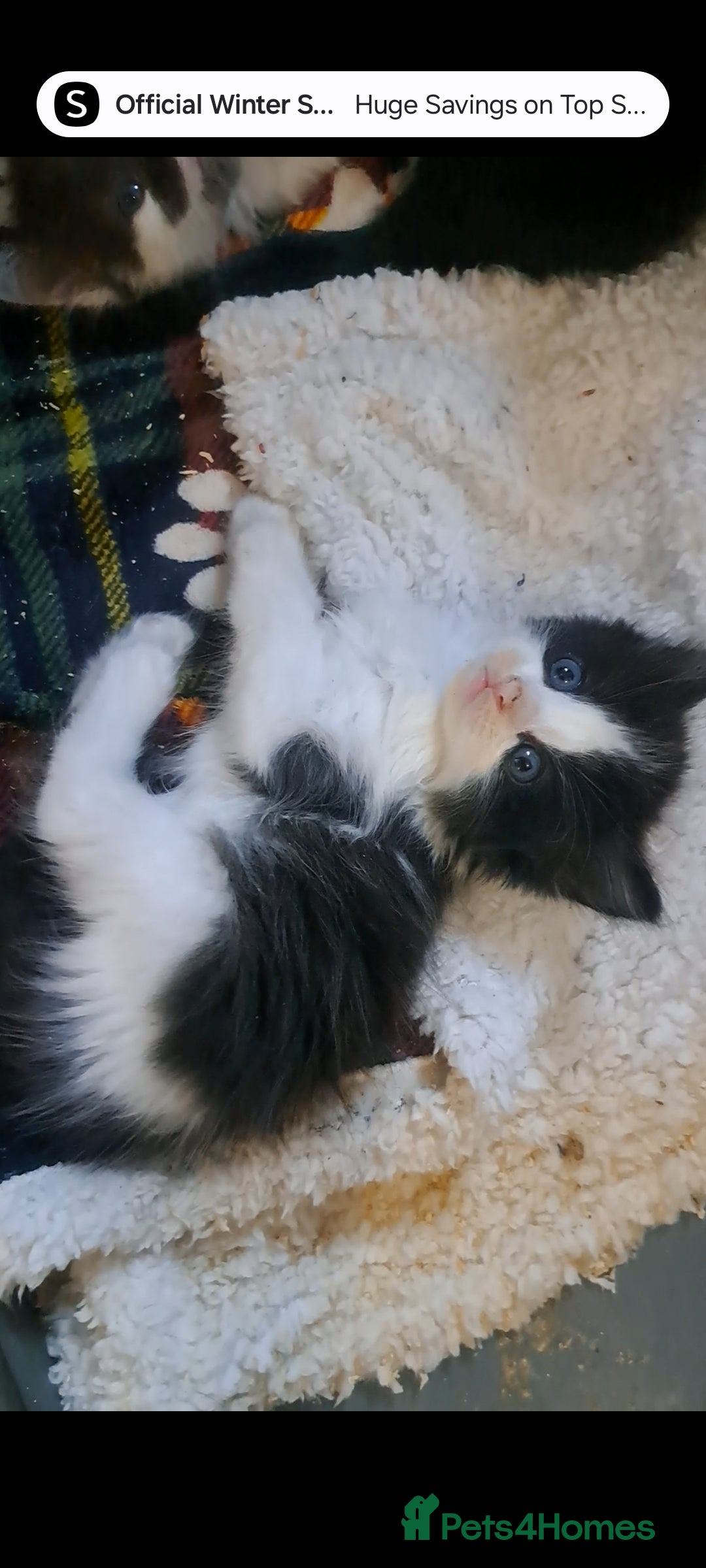 Ragdoll cats for sale: Black and white fluffy boy - Advert 1