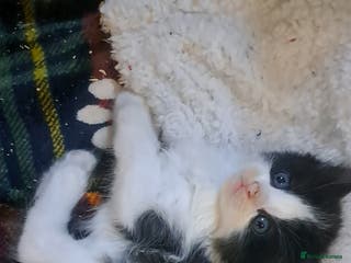 Ragdoll cats Black and white fluffy boy - Advert 1