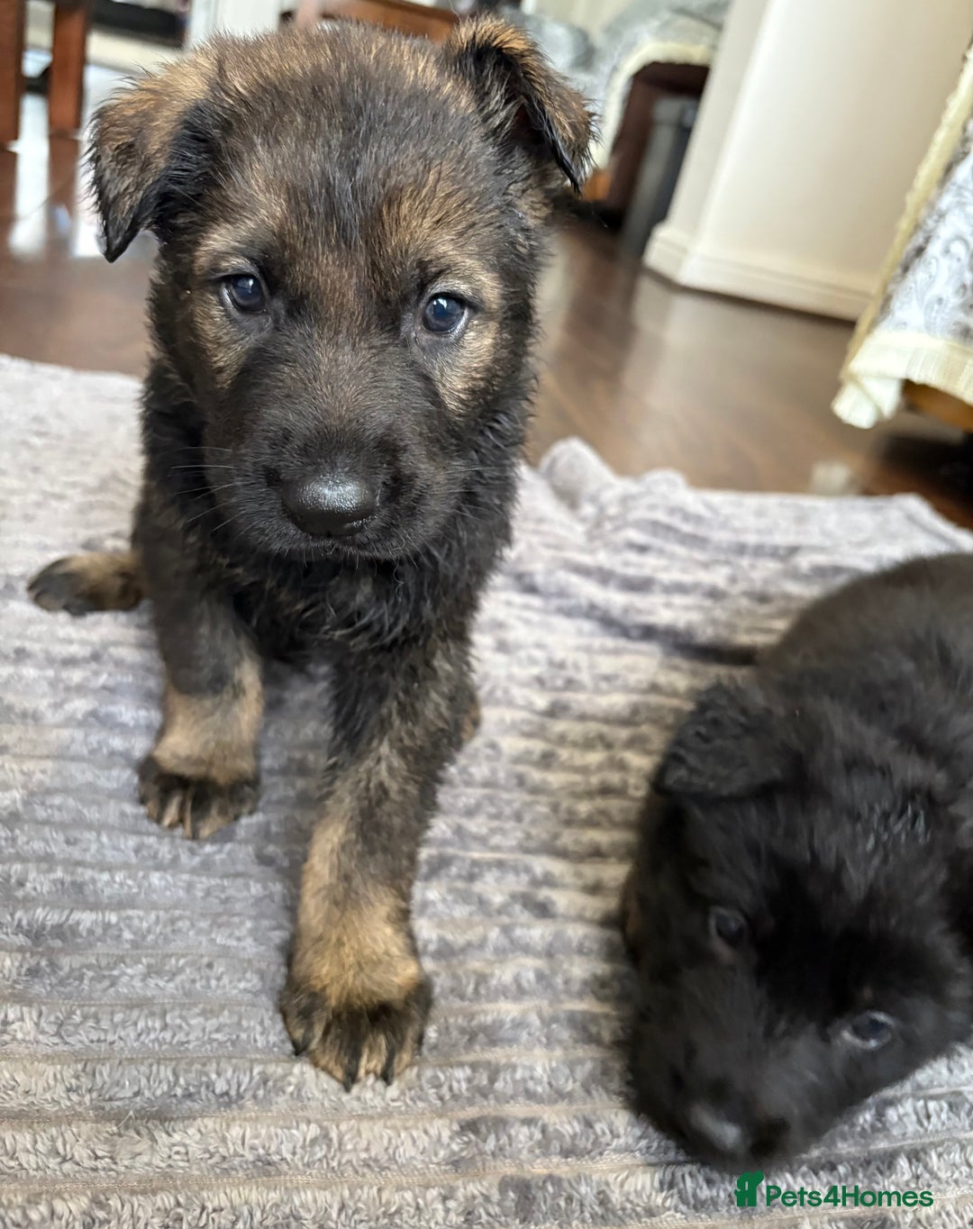 German Shepherd dogs for sale: Stunning German Shepard Pups  - Advert 7