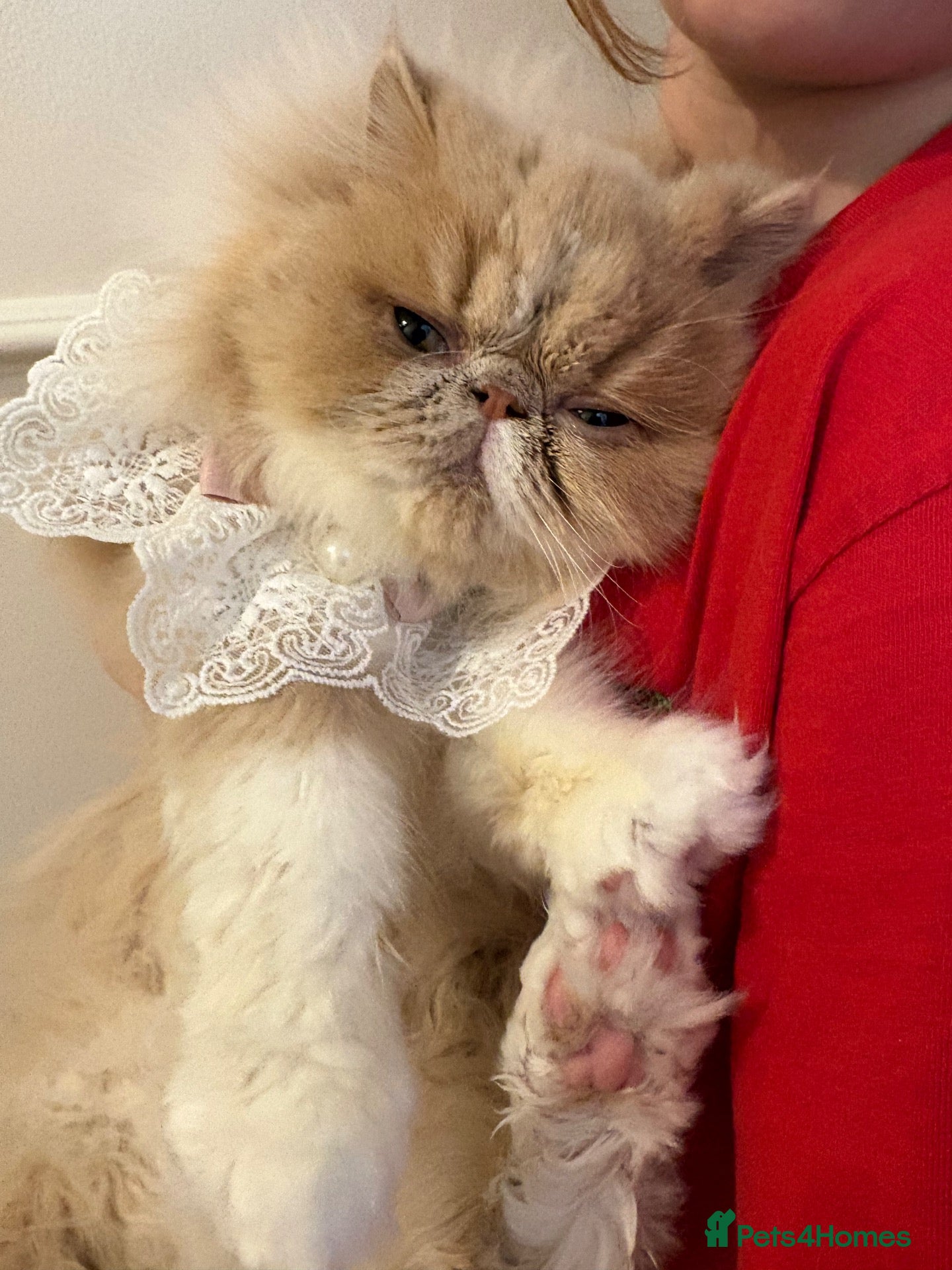 Persian cats Beautiful Persian kittens - Advert 3