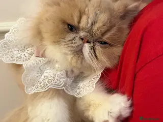 Persian cats Beautiful Persian kittens - Advert 3