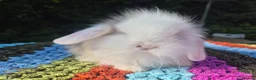 Mini Lop rabbits for sale: 🧡 TEDDYWIDDER X MINI LOP BABIES 😍 - Advert 10