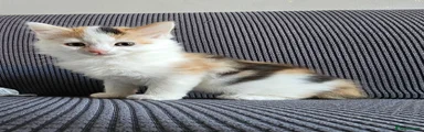  Kitten 3