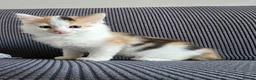 Mixed Breed cats for sale: Kittens available  in Bradford - Advert 2