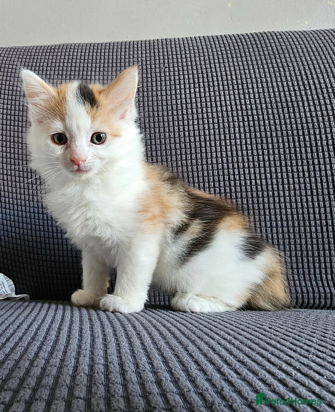 Mixed Breed cats for sale: Kittens available  in Bradford - Advert 2