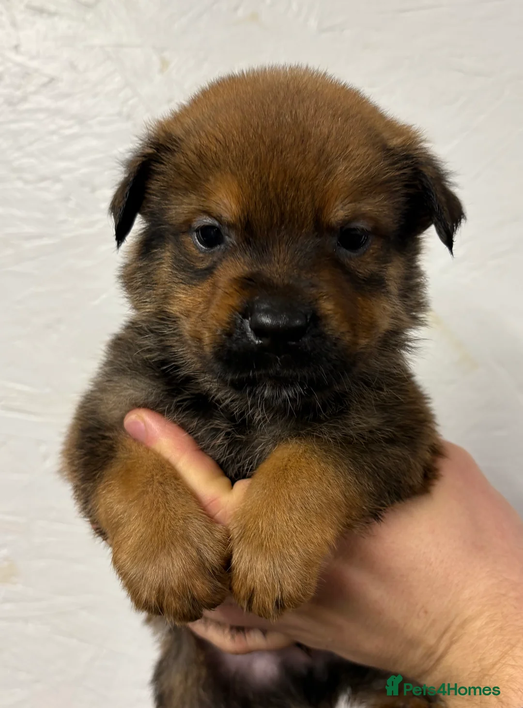 Mixed Breed dogs for sale: Rottweiler x malinois - Advert 15