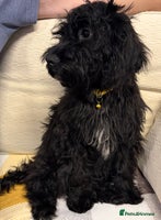 Cockapoo dogs - Advert 4