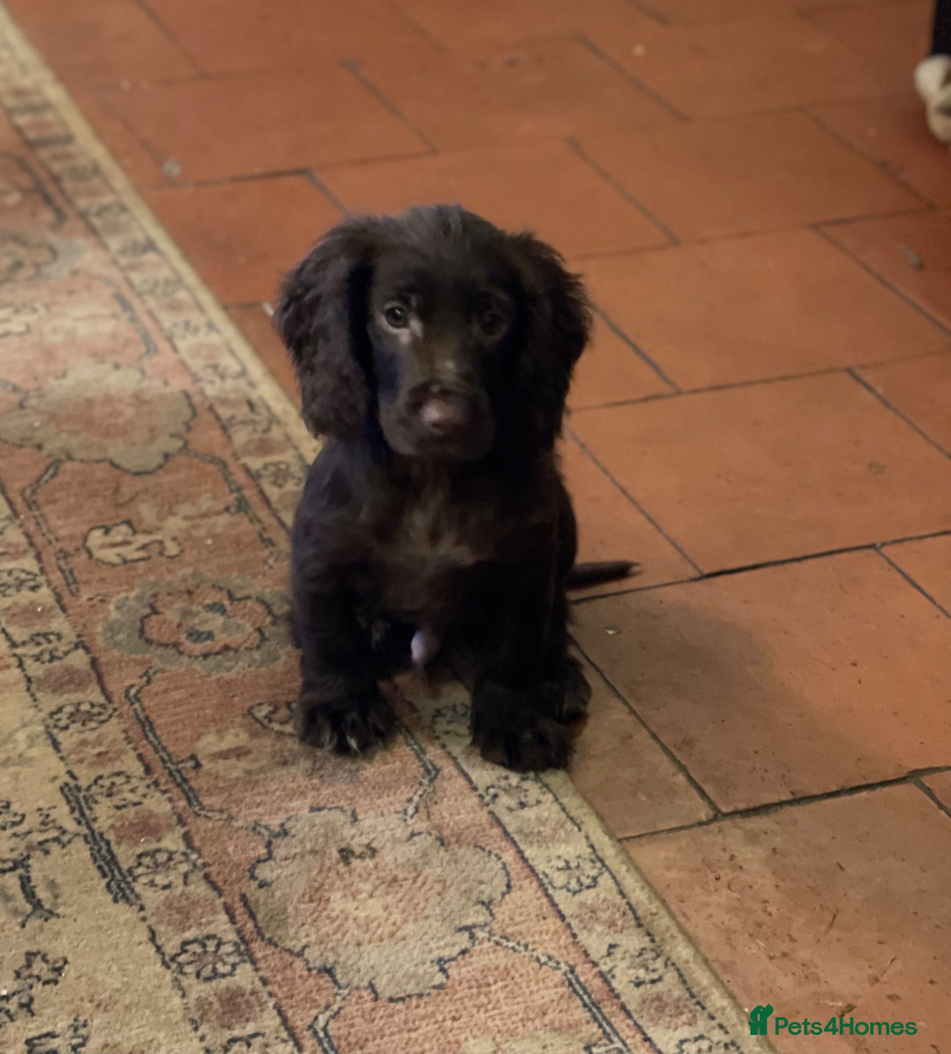 Cocker Spaniel dogs Last chocolate boy  - Advert 2